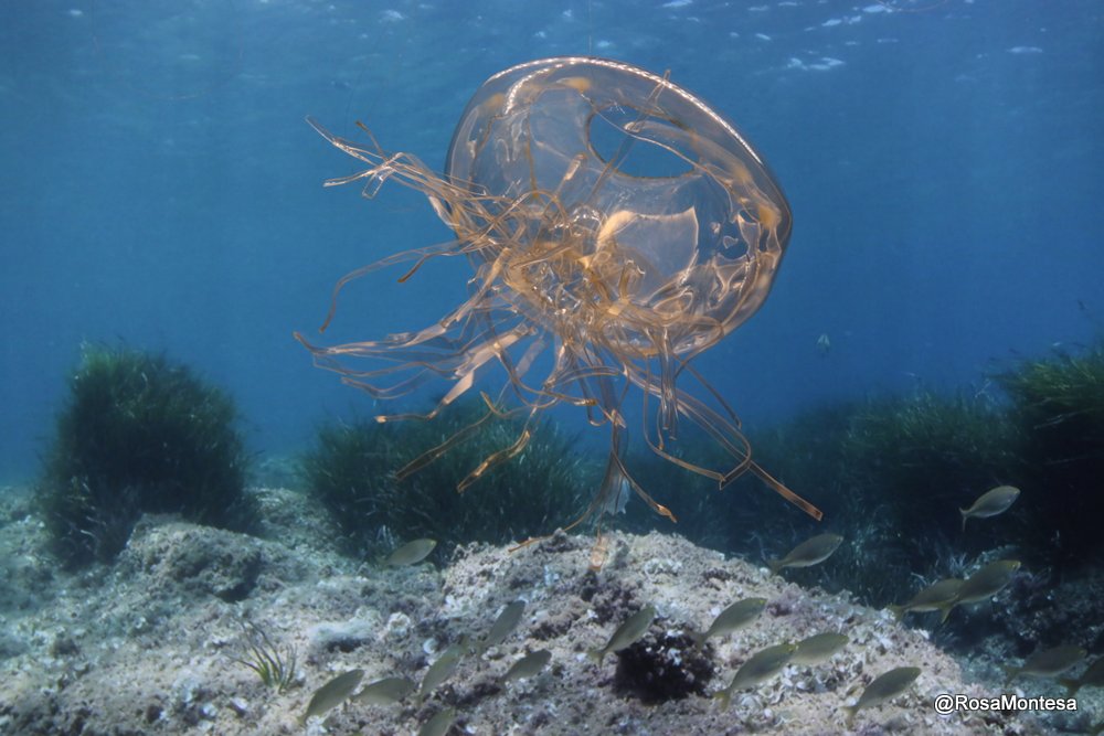 Medusas_RosaMontesa_Oceanografic_Valencia (358).JPG