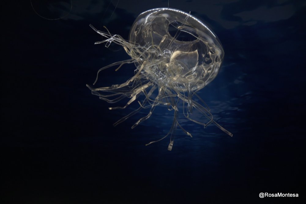 Medusas_RosaMontesa_Oceanografic_Valencia (368).JPG