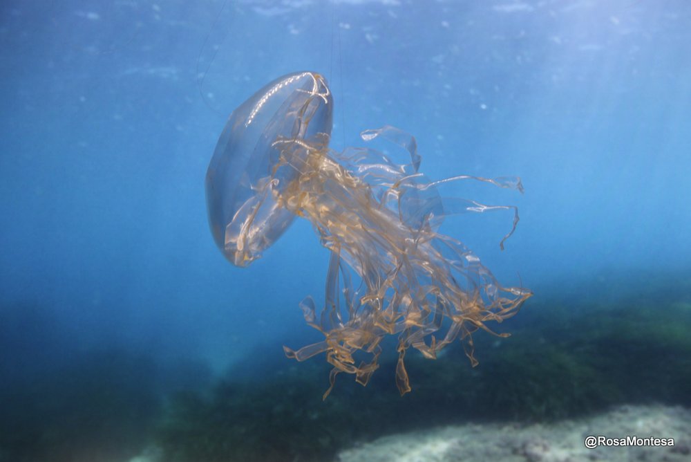 Medusas_RosaMontesa_Oceanografic_Valencia (378).JPG