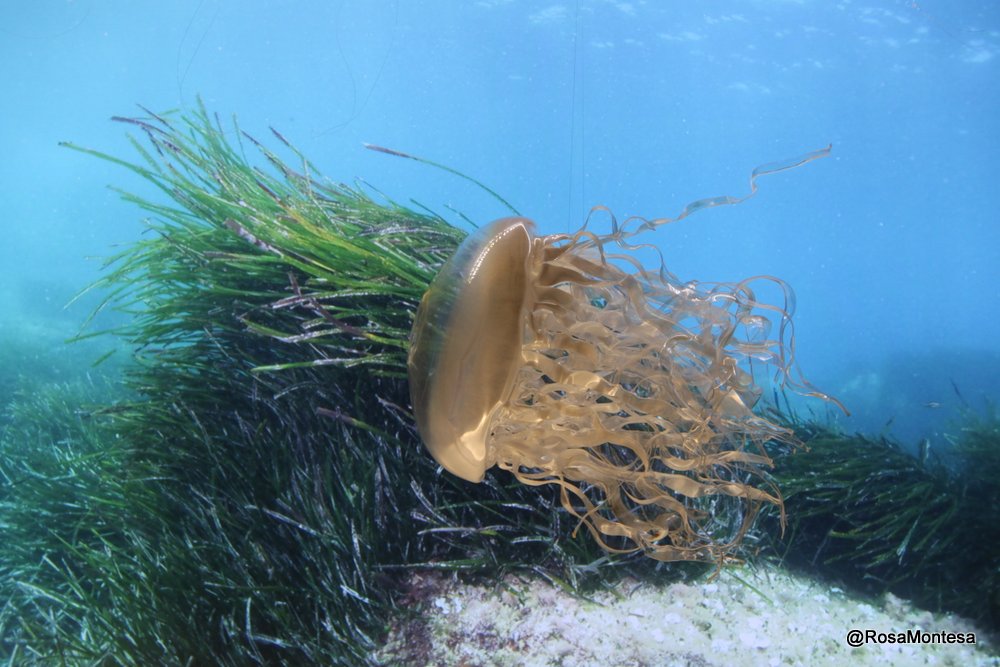 Medusas_RosaMontesa_Oceanografic_Valencia (388).JPG