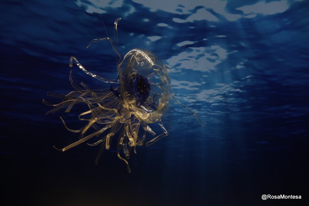 Medusas_RosaMontesa_Oceanografic_Valencia (430).JPG