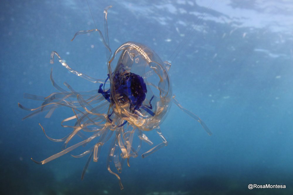 Medusas_RosaMontesa_Oceanografic_Valencia (433).JPG