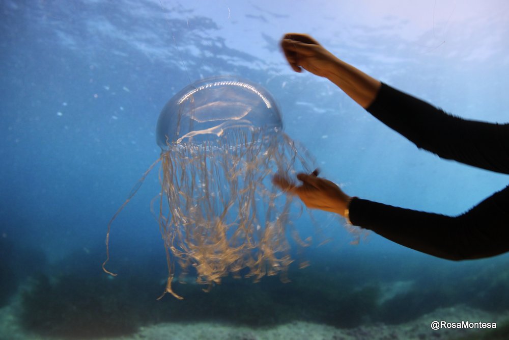 Medusas_RosaMontesa_Oceanografic_Valencia (68).JPG