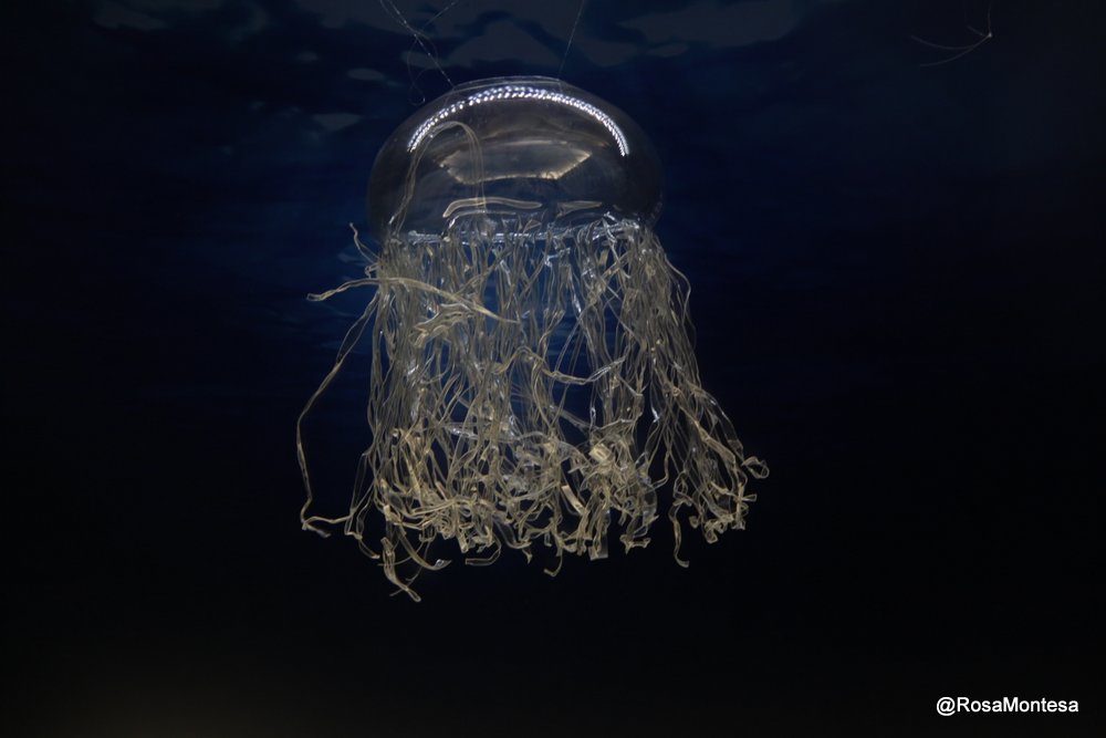 Medusas_RosaMontesa_Oceanografic_Valencia (71).JPG