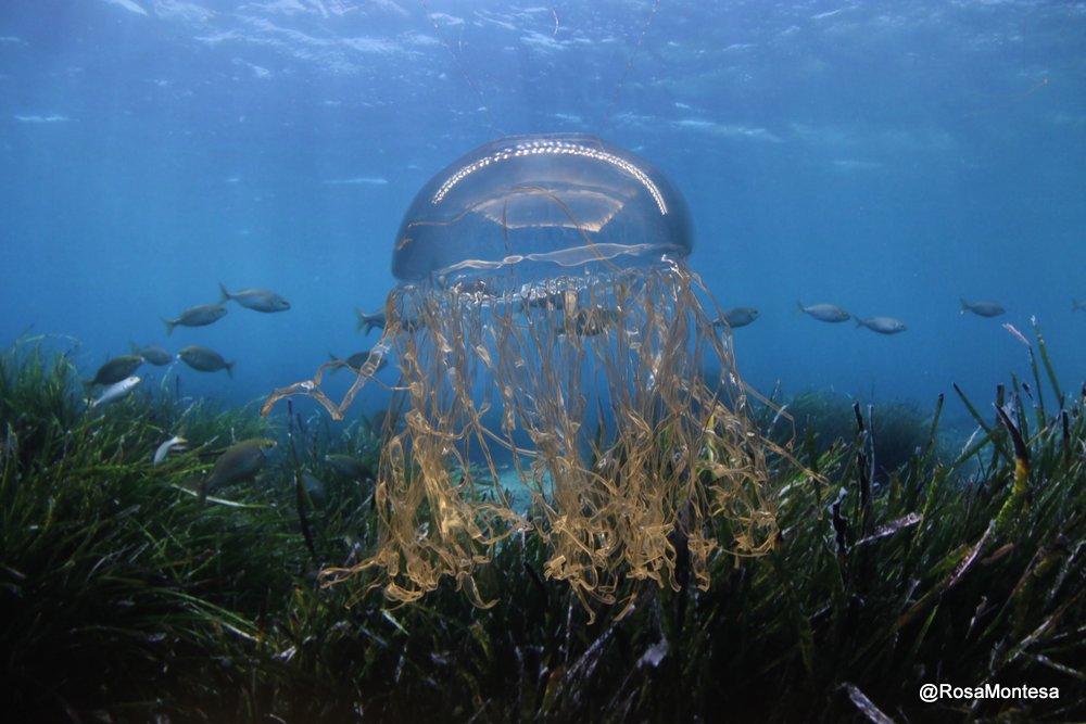 Medusas_RosaMontesa_Oceanografic_Valencia (80).JPG