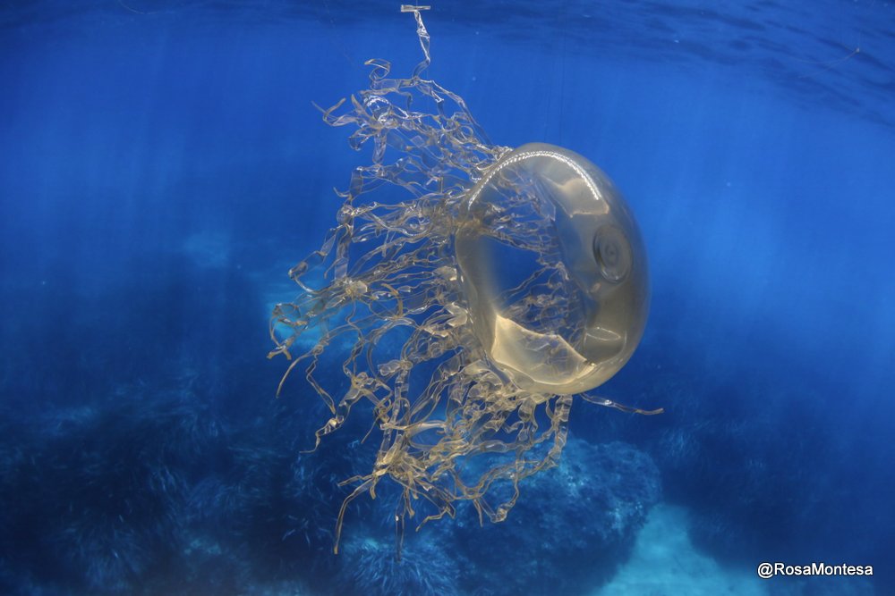 Medusas_RosaMontesa_Oceanografic_Valencia (92).JPG