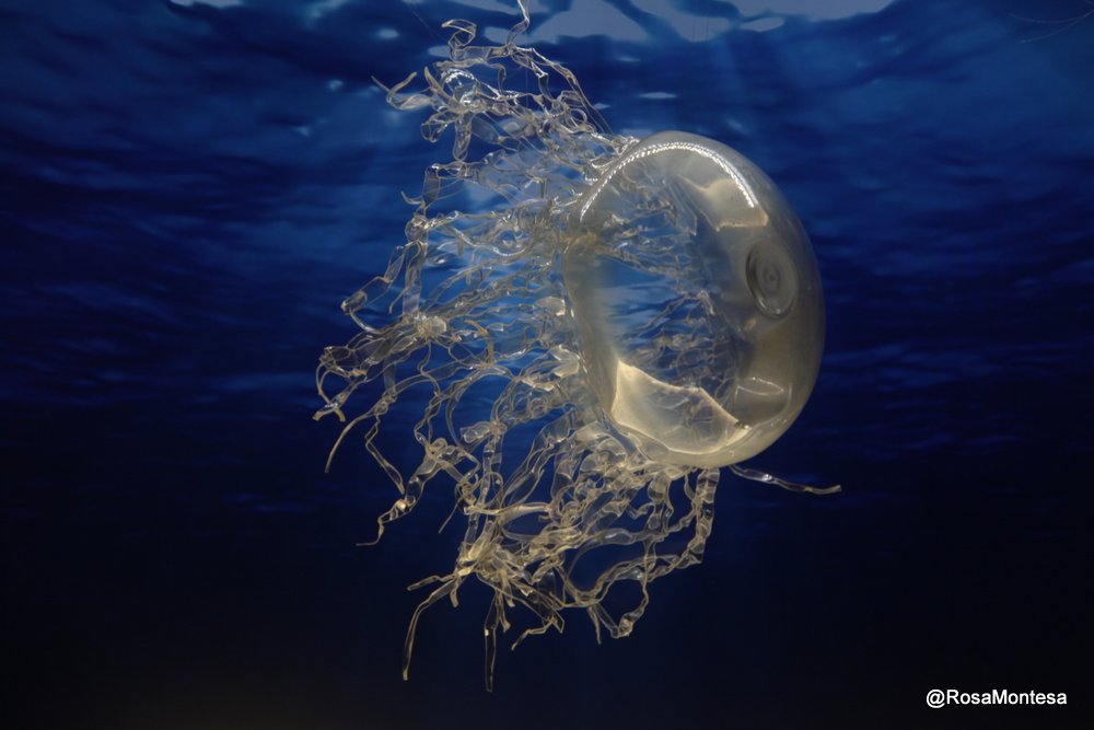 Medusas_RosaMontesa_Oceanografic_Valencia (94).JPG