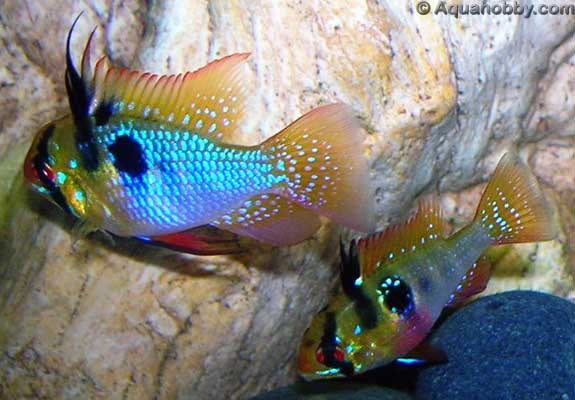 Mikrogeophagus_ramirezi_8.jpg