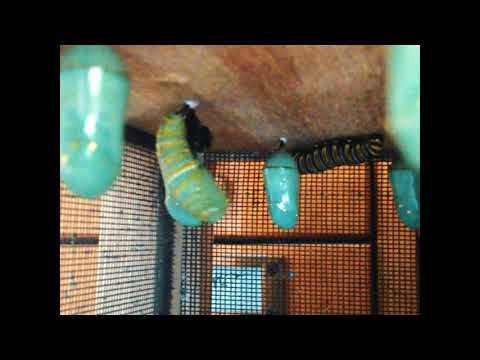 Monarch butterfly chrysalis formation