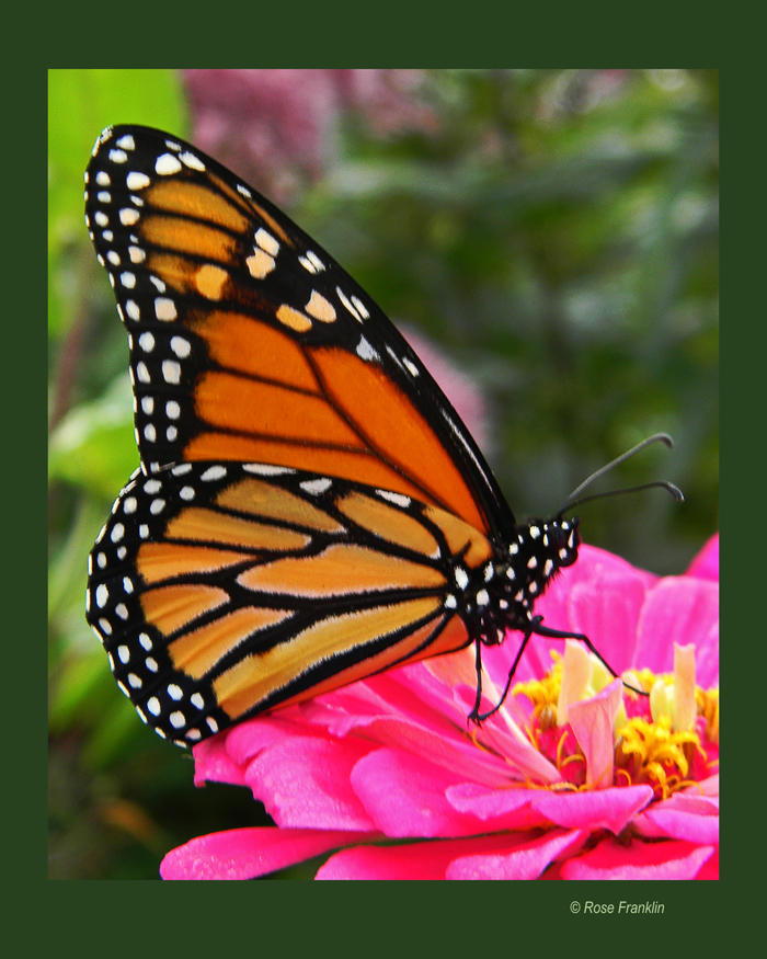 Monarch_on_pink_Zinnia_dk_600_pixels_wide.jpg