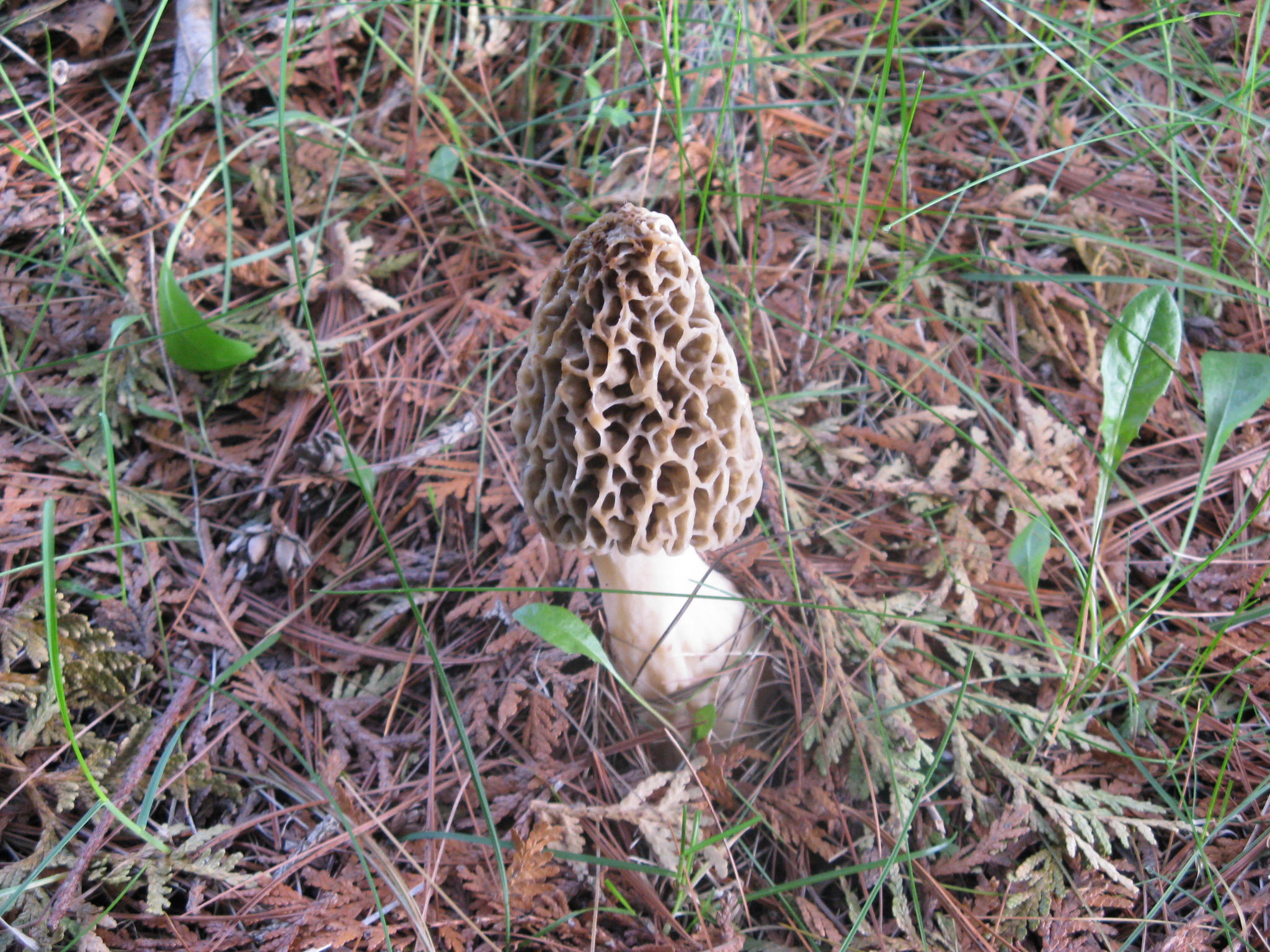 Morel 0a.JPG