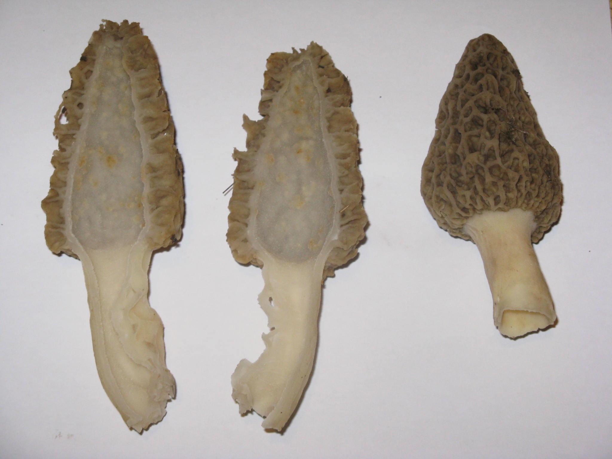 Morel 1c.JPG