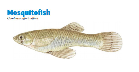 Mosquitofish.jpg