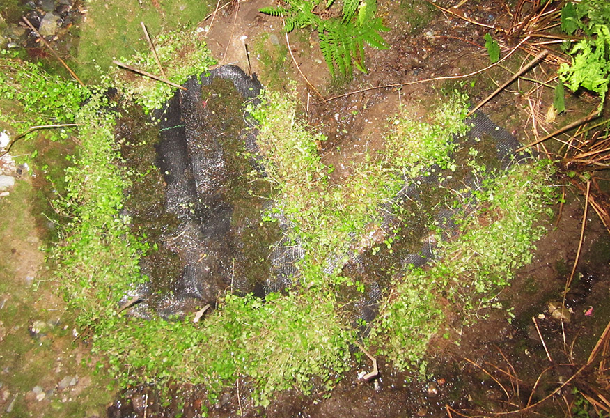 Moss Growing.JPG