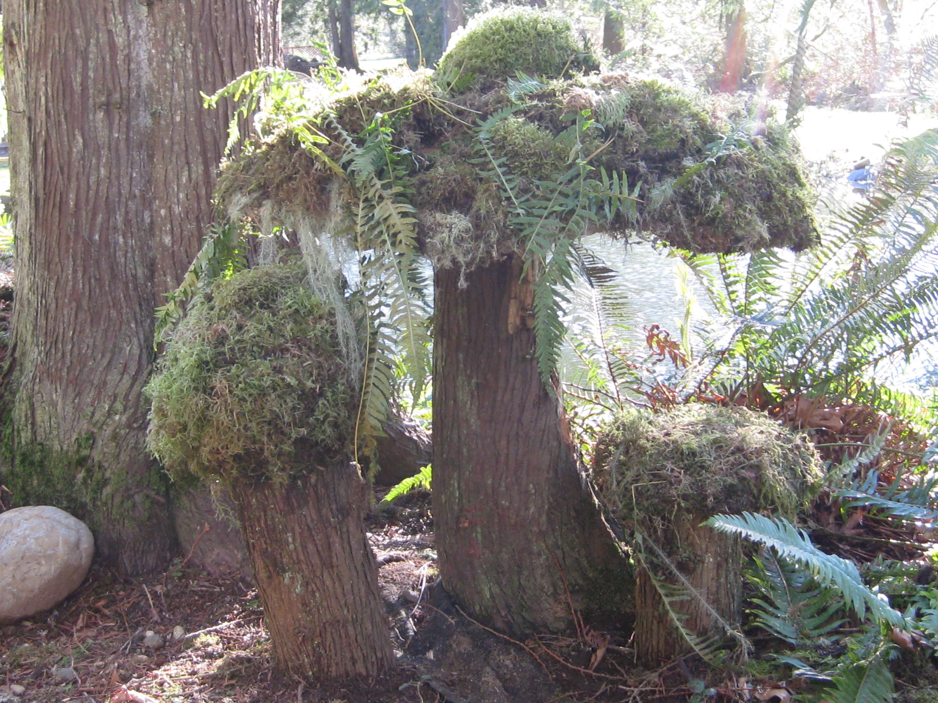 Moss Mushrooms.JPG