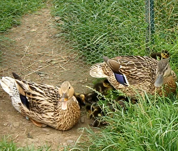 Mother ducks crop.JPEG