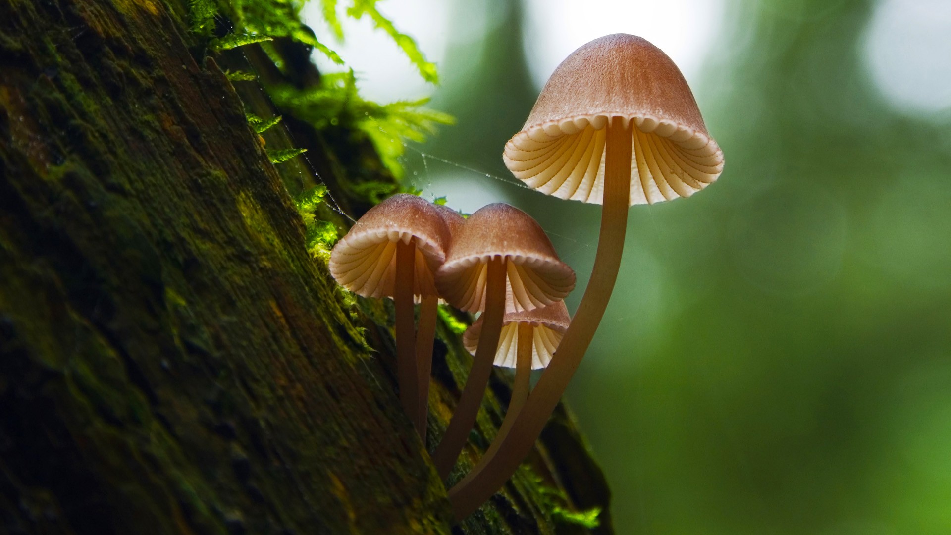 Mushroom-Hd-Wallpapers-Free-Download-2.jpg