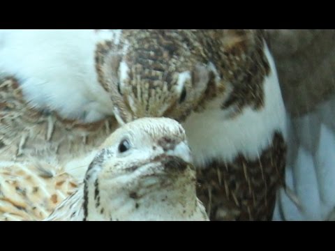 My coturnix quail is broody and sitting her own eggs. Codorniz cubriendo sus &amp;oacute;vulos  Caille couve