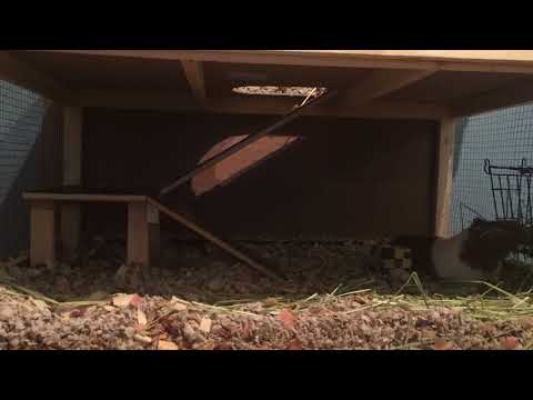 My guinea pig goes up her ramp!