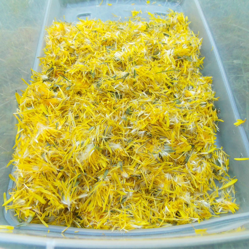 Natural Dyeing with Dandelions - dandelions-800.jpg