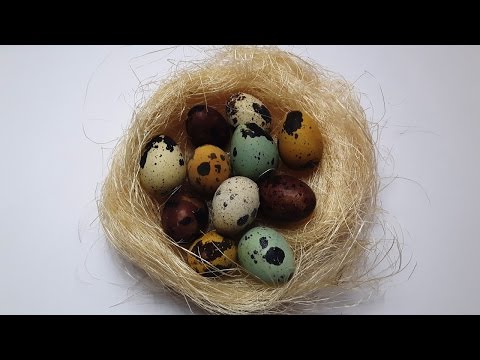 Naturally dyed QUAIL EGGS - experiment