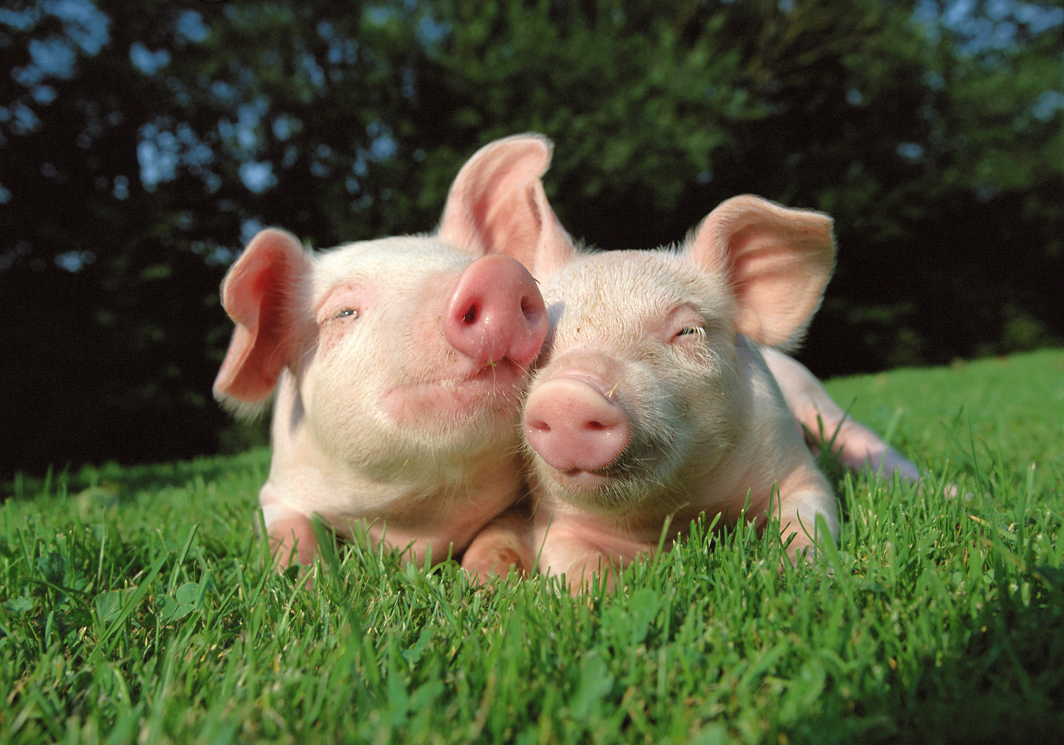 Nature_Cute_pigs_035247_.jpg