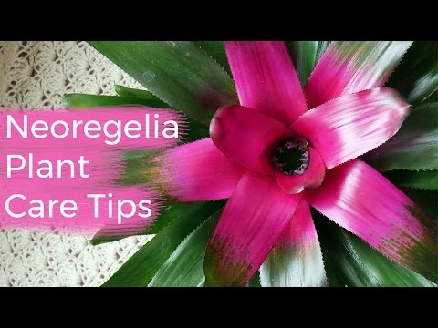 Neoregelia Plant Care Tips: The Bromeliad With The Striking Foliage