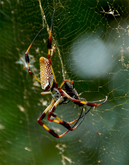 Nephila-clavipes-1.jpg