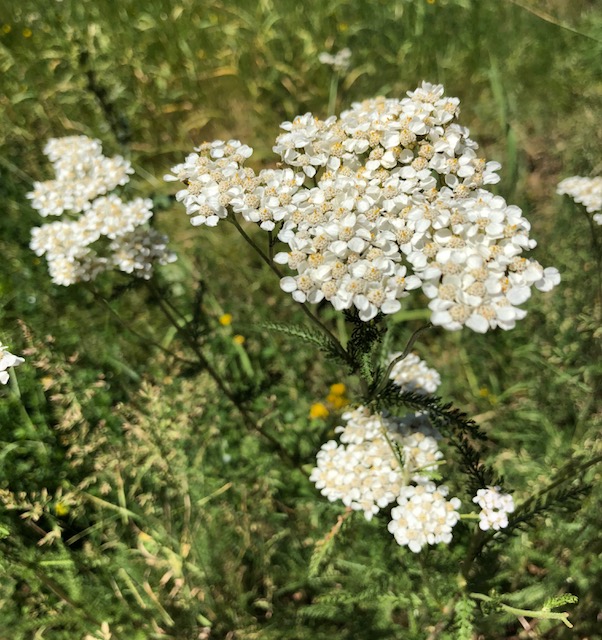 Nice yarrow.jpg