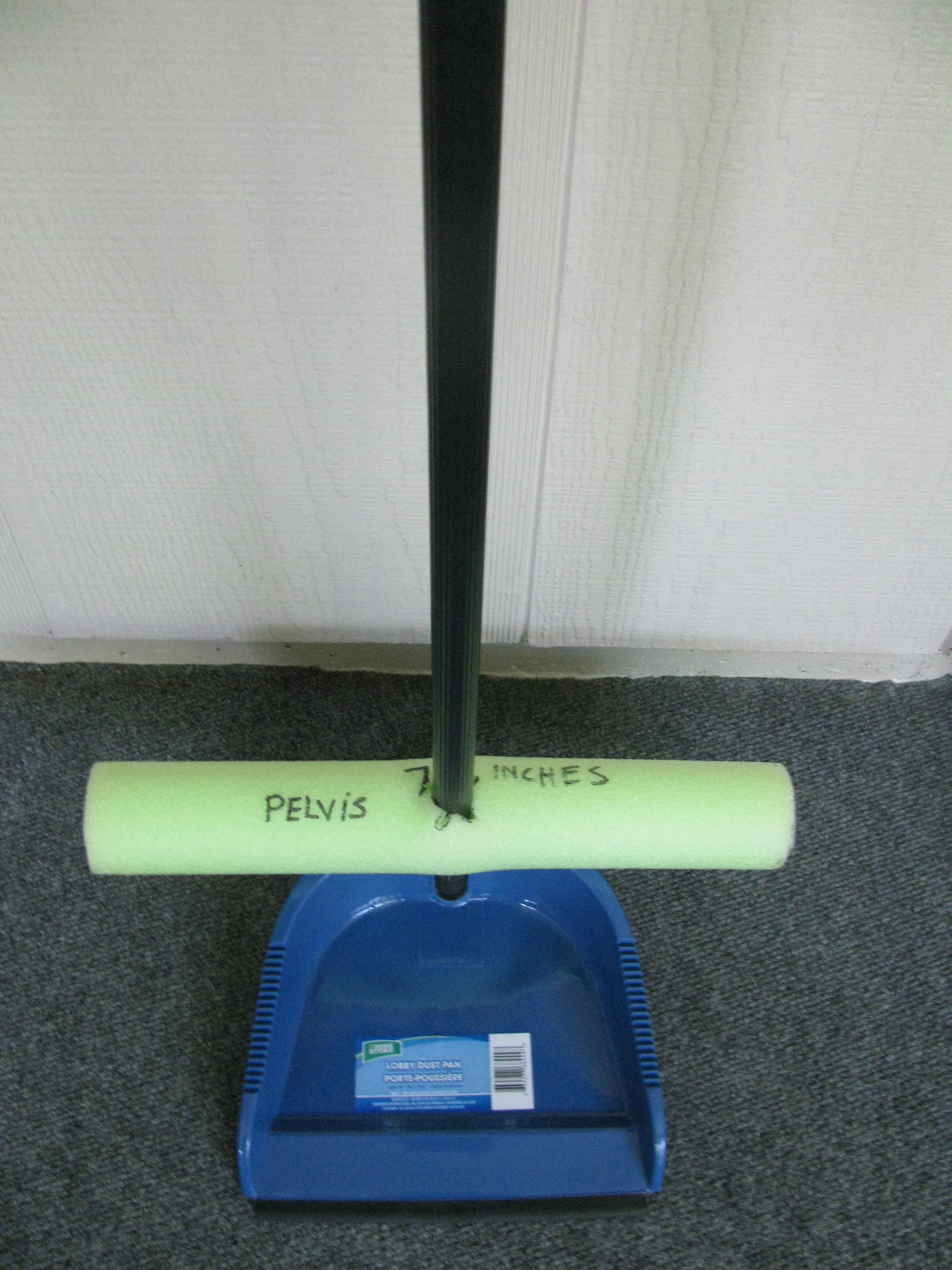 Noodles Pelvis on Dustpan.jpg