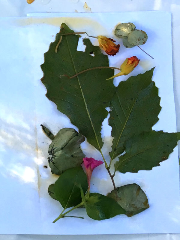 Oak leaves, Nasturtium blooms and leaves ready to eco print.jpg