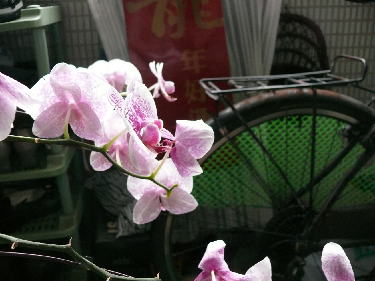 Orchids-P1010721.JPG