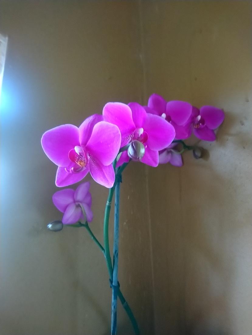 Orchids3.jpg