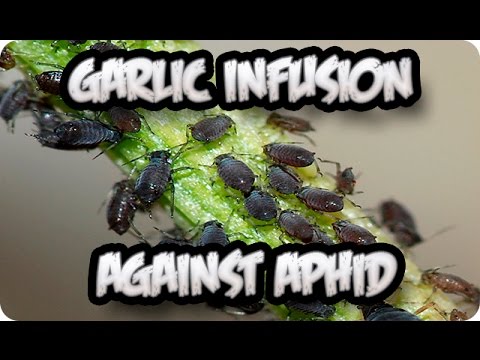 Organic Garlic Infusion Against Plant Lice Black Aphid || Toni's Organic Vegetable Garden