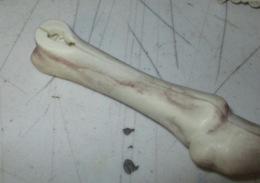 Original Hind Leg.jpg