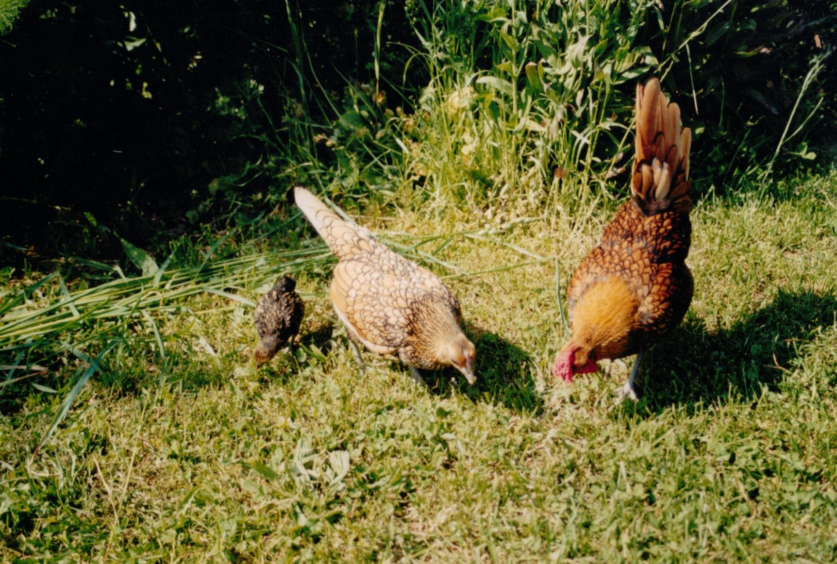 Orlando, Dorabella and Mouse.jpg