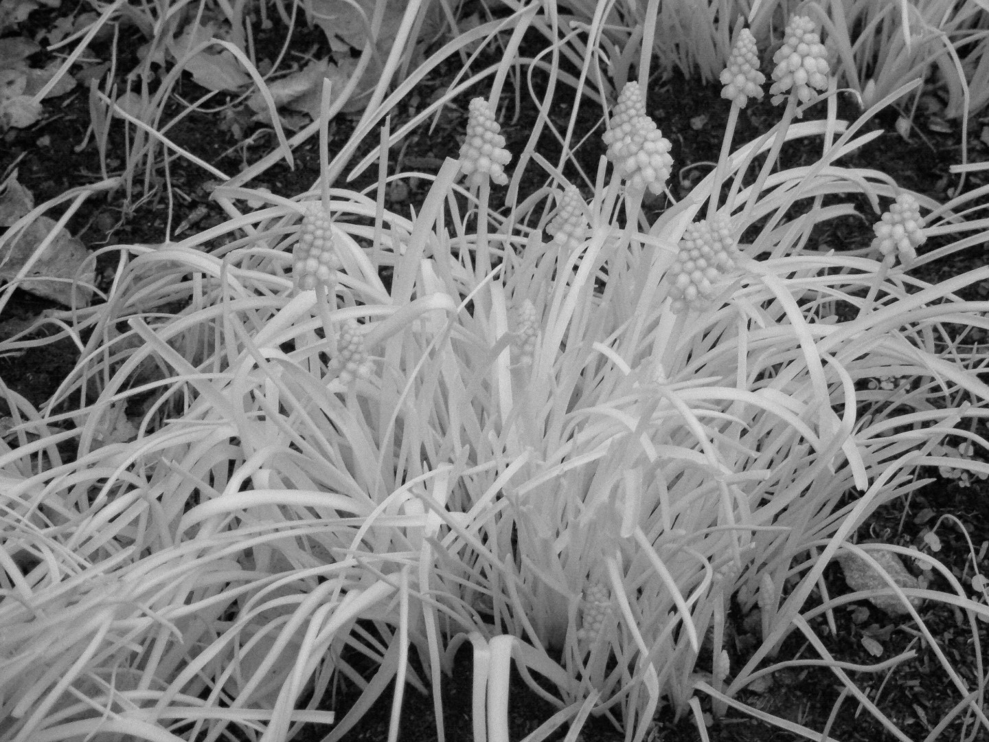 P1020210.JPG