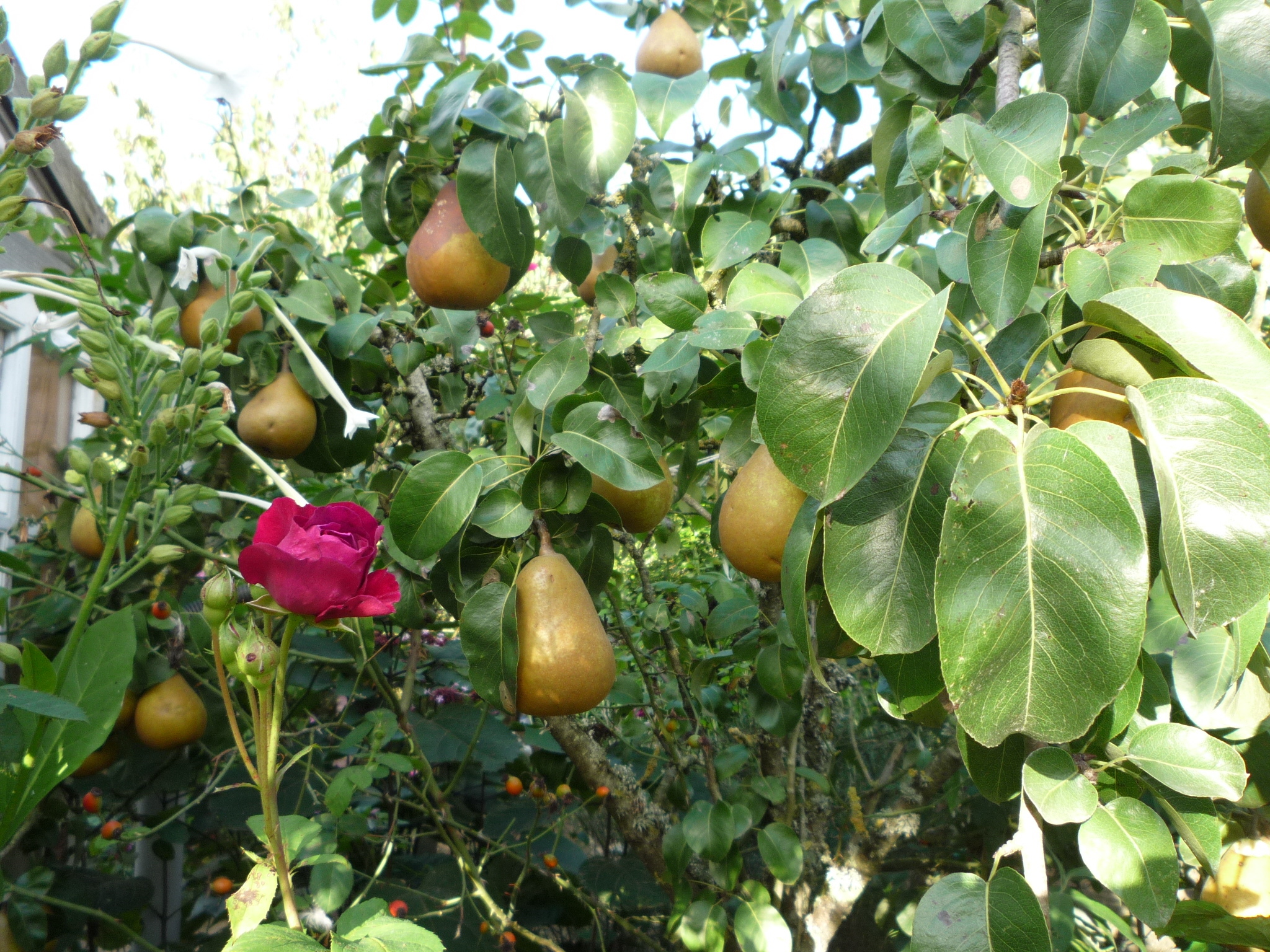 P1080300.JPG