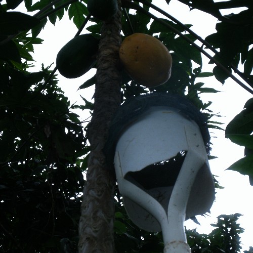 PAPAYA PICKER - HEAVY DUTY.JPG