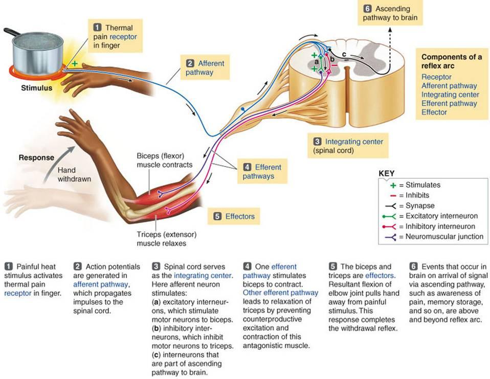 Pain Reflex Arc.jpg