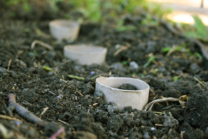 Paper Tubes in soil.png