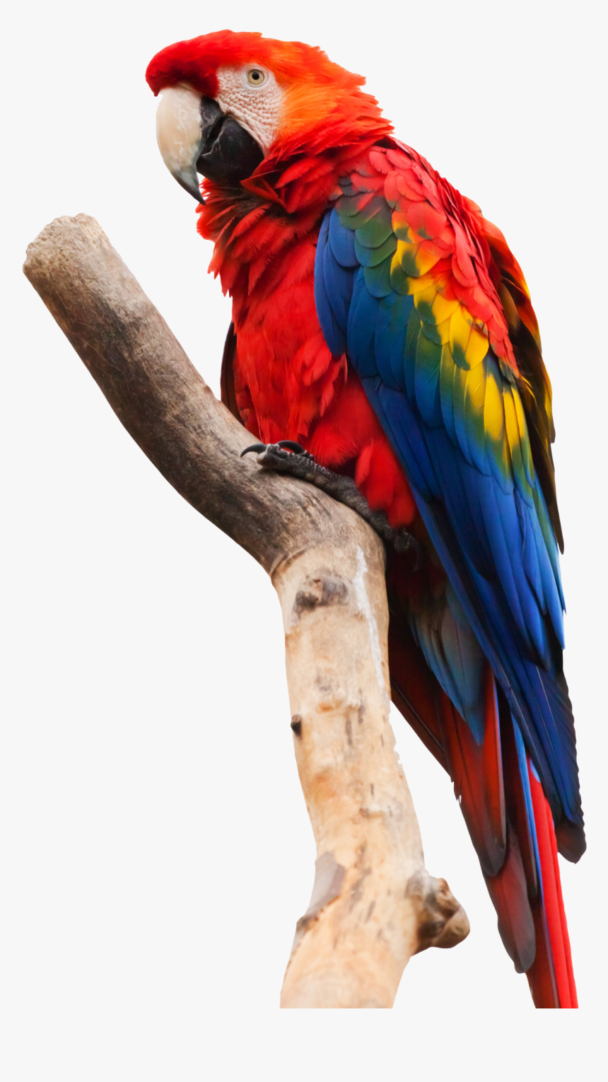 Parrot.png