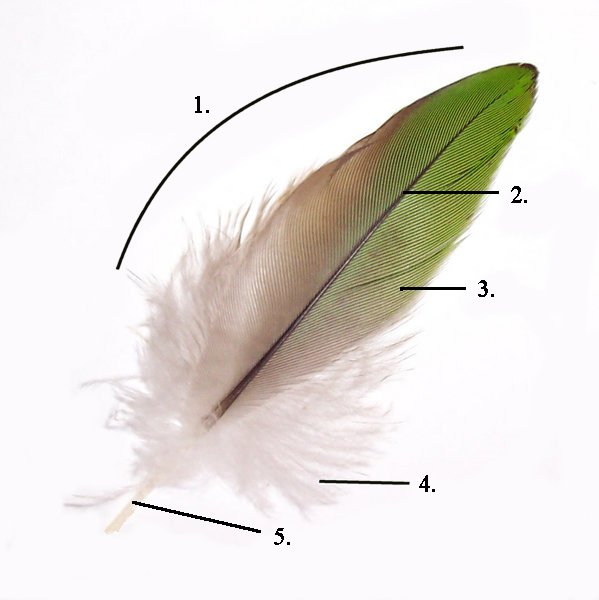 Parts_of_feather_modified.jpg