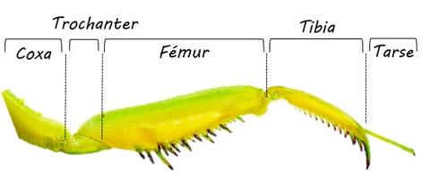 Patte-ravisseuse-legende_large.jpg