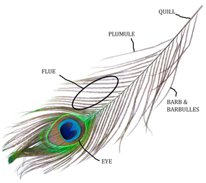 Peacock_Feather_Anatomy.jpg