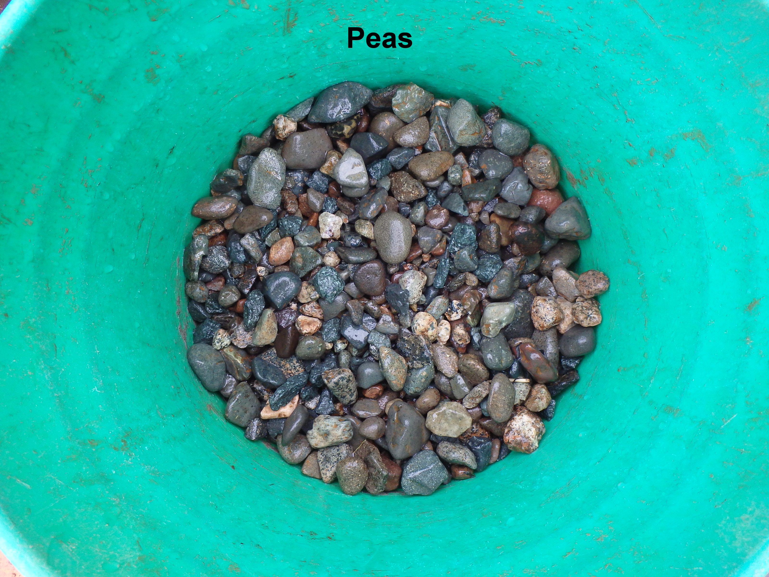 Peas.JPG