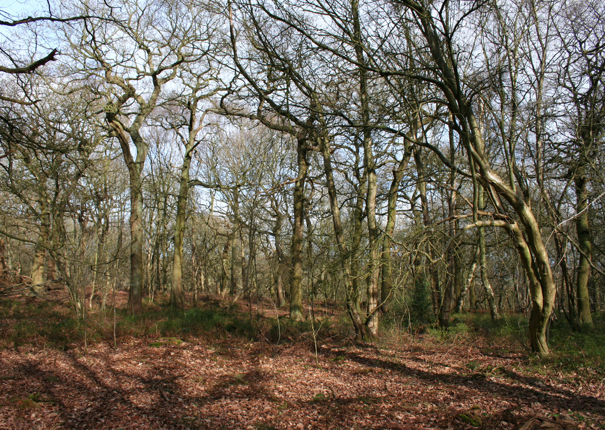 Peckforton_Woods_wiki.jpg