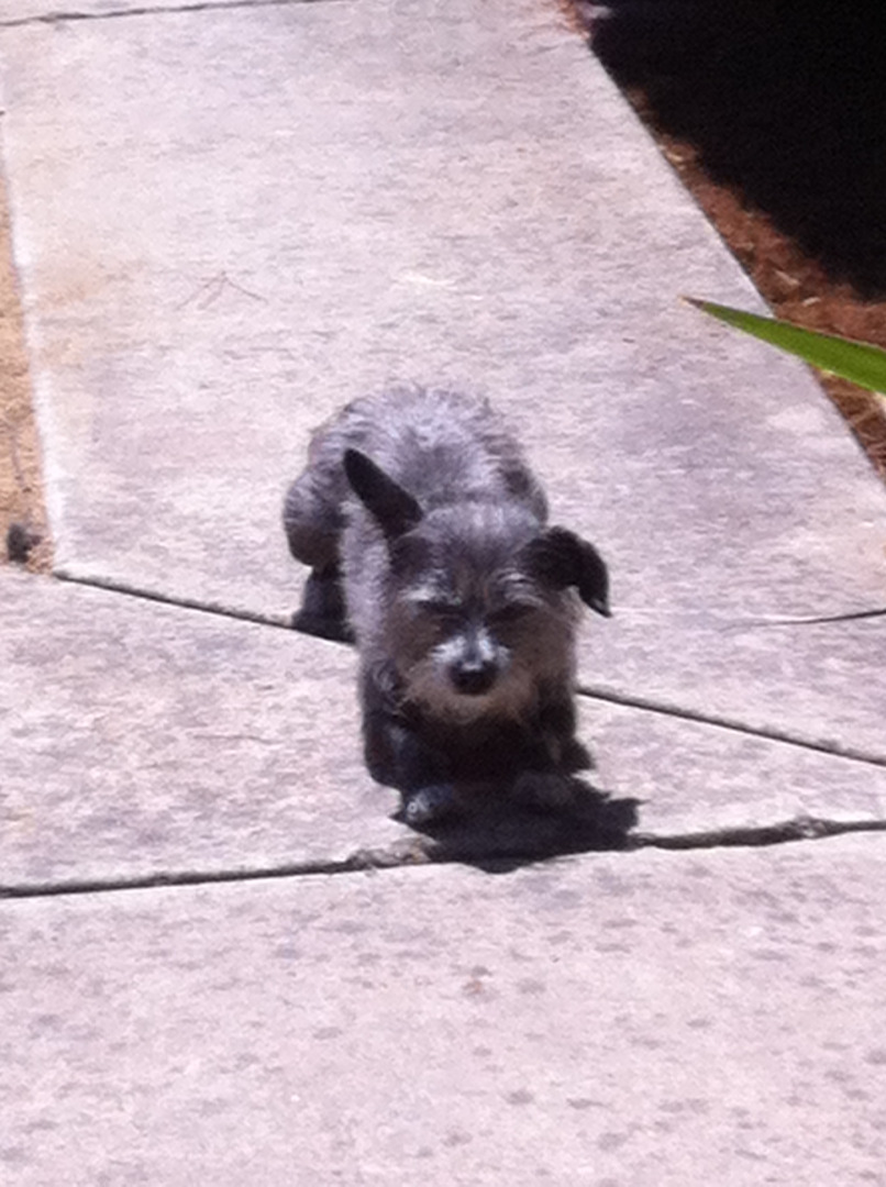 Pepper - before BATH time.JPG