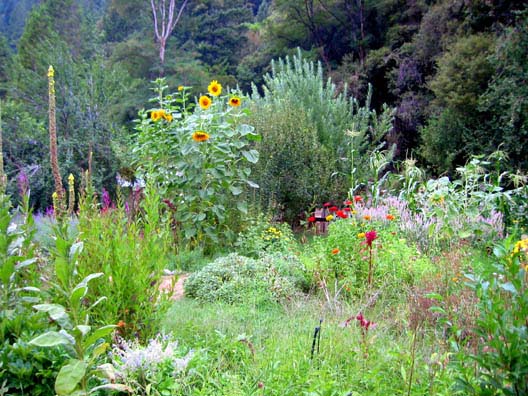 Permaculture Garden.jpg