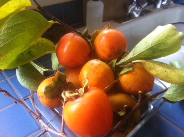 Persimmons in bowl.jpg